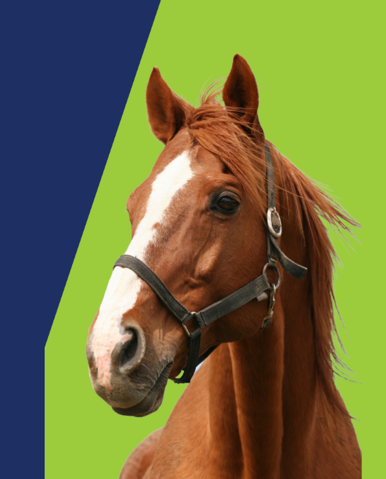 Equine Biosecurity